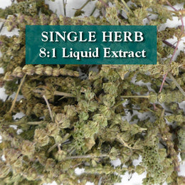 Schizonepeta tenuifolia herb - Jing Jie