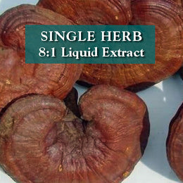 Reishi (Ganoderma) fungus - Ling Zhi
