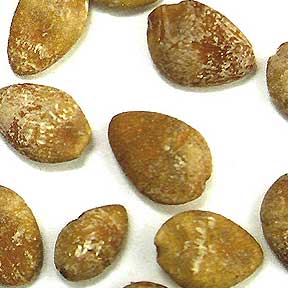 Ginkgo Nut - Bai Guo