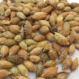 Xanthium fruit - Cang Er Zi