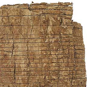 Eucommia bark - Du Zhong