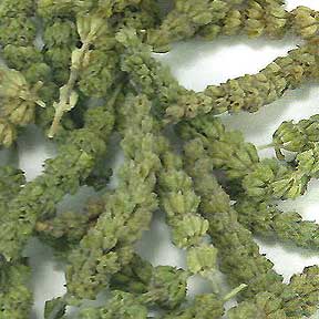 Schizonepeta tenuifolia herb - Jing Jie