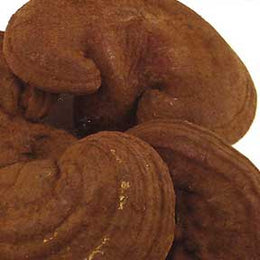 Reishi (Ganoderma) fungus - Ling Zhi