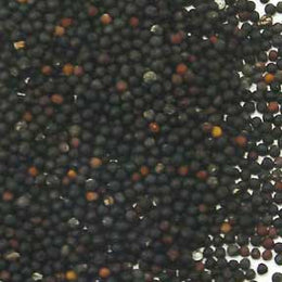 Vaccaria seed - Wang Bu Liu Xing