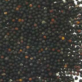 Vaccaria seed - Wang Bu Liu Xing