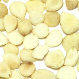 Apricot (Armeniaca) seed - Xing Ren