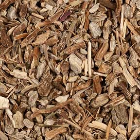 Echinacea angustifolia root