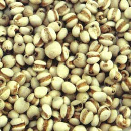 Coix seed - Yi Yi Ren