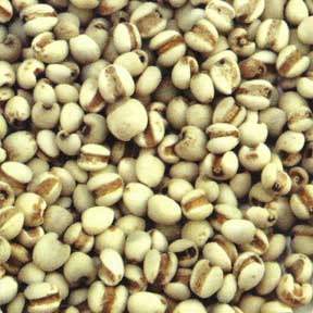 Coix seed - Yi Yi Ren