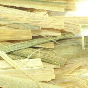 Bamboo shavings - Zhu Ru