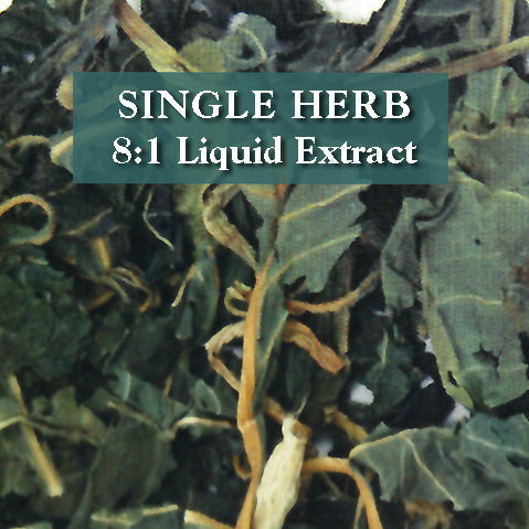 Isatis leaf - Da Qing Ye